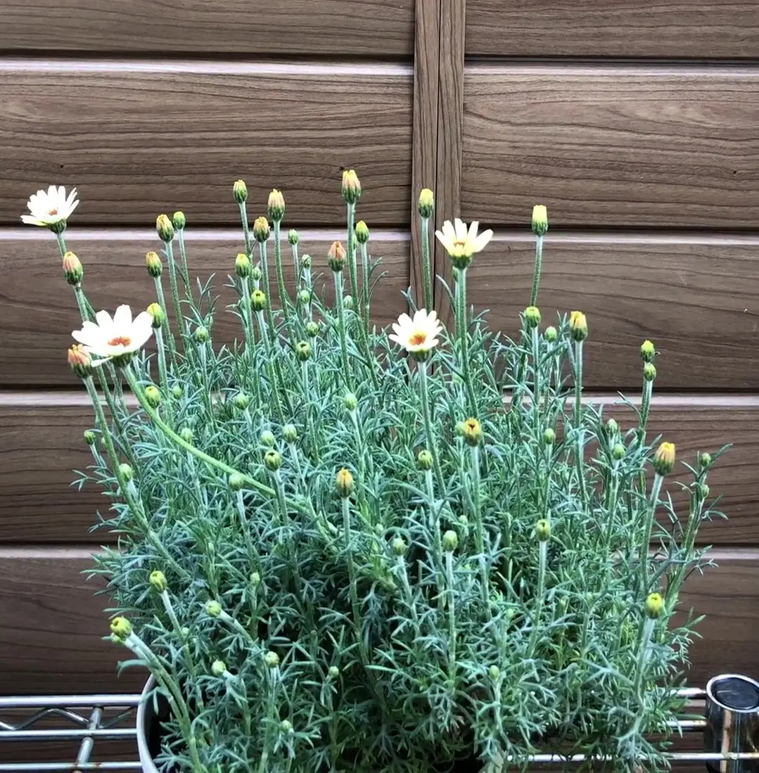 ローダンセマム その1（品種紹介～植え付け、肥料、水やり、虫対策