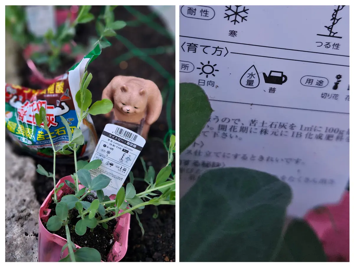 pHを管理しながらマメ科の植物を育ててみたい｜そだレポ（栽培レポート 