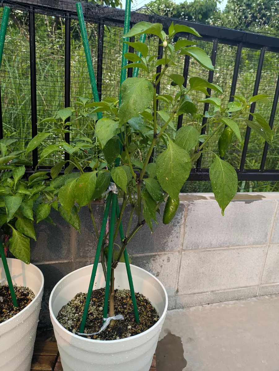 苗】ピーマン（ピー太郎or子供ピーマン）｜そだレポ（栽培レポート）by