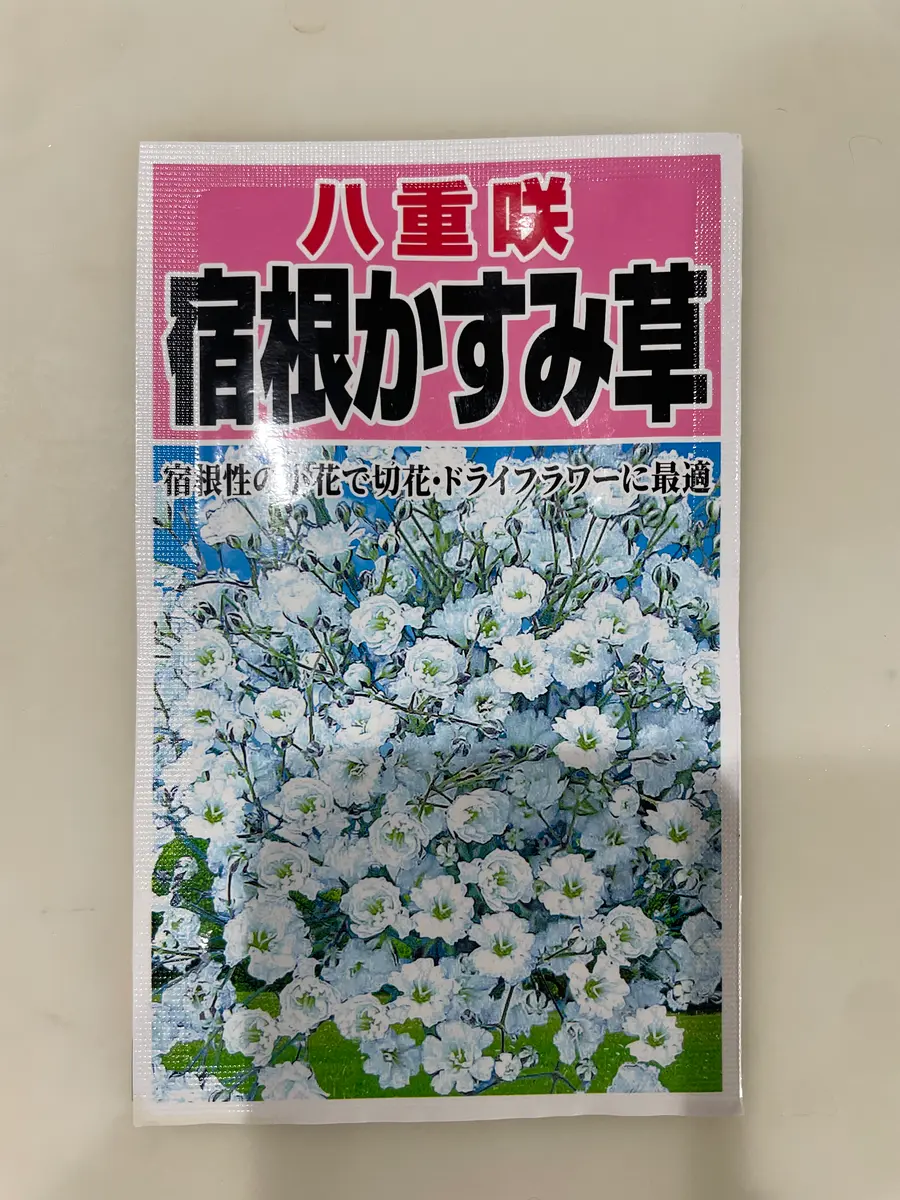 宿根かすみ草〜種から育てる〜｜そだレポ（栽培レポート）byちい