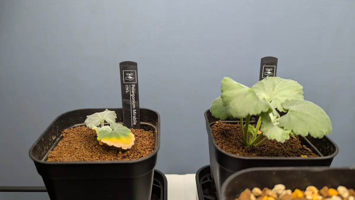 ミラビレを種から育てる🌱｜そだレポ（栽培レポート）byyos3104
