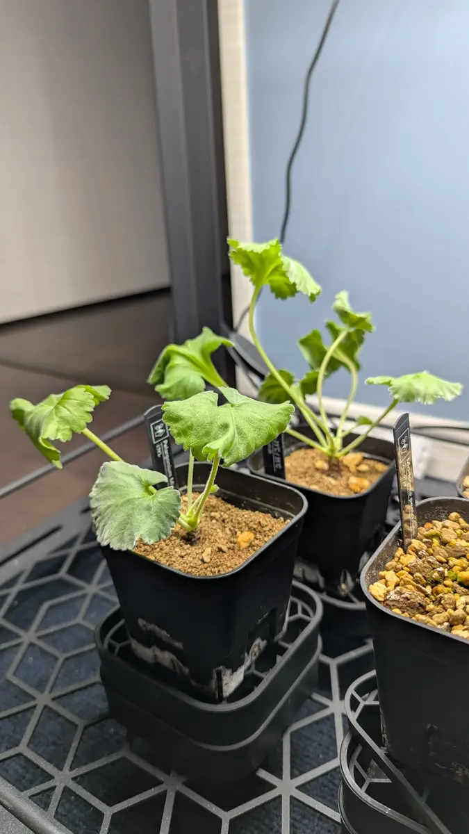 ミラビレ　中株 ミラビレを種から育てる🌱｜そだレポ（栽培レポート）byyos3104