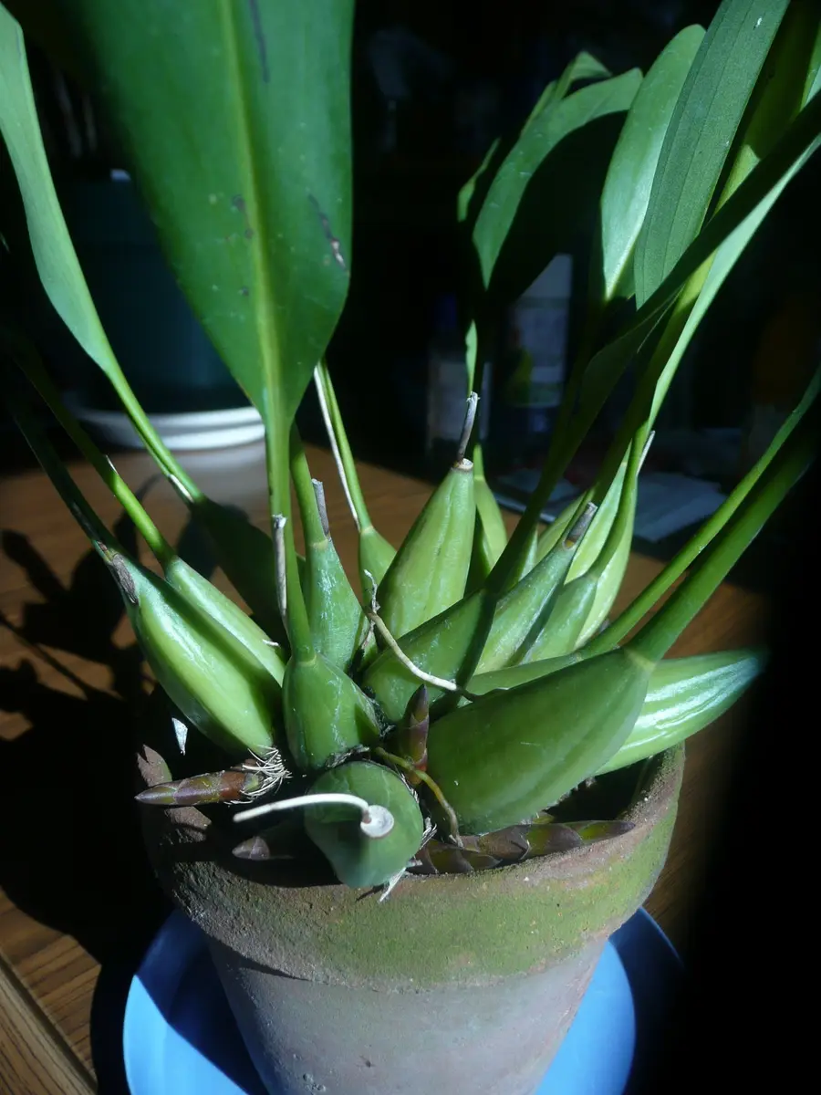 デンドロキラムの栽培｜そだレポ（栽培レポート）byお散歩カメ吉