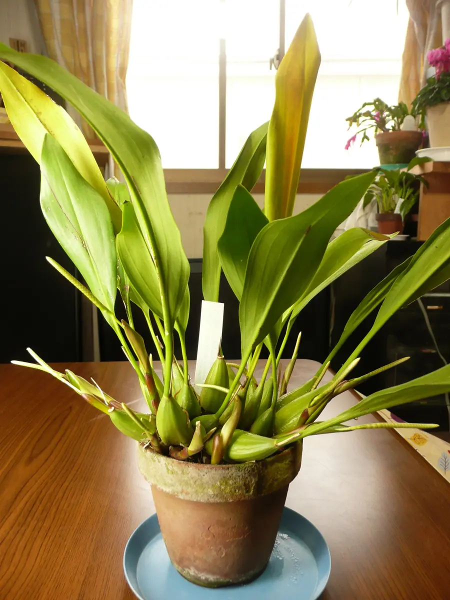 デンドロキラムの栽培｜そだレポ（栽培レポート）byお散歩カメ吉