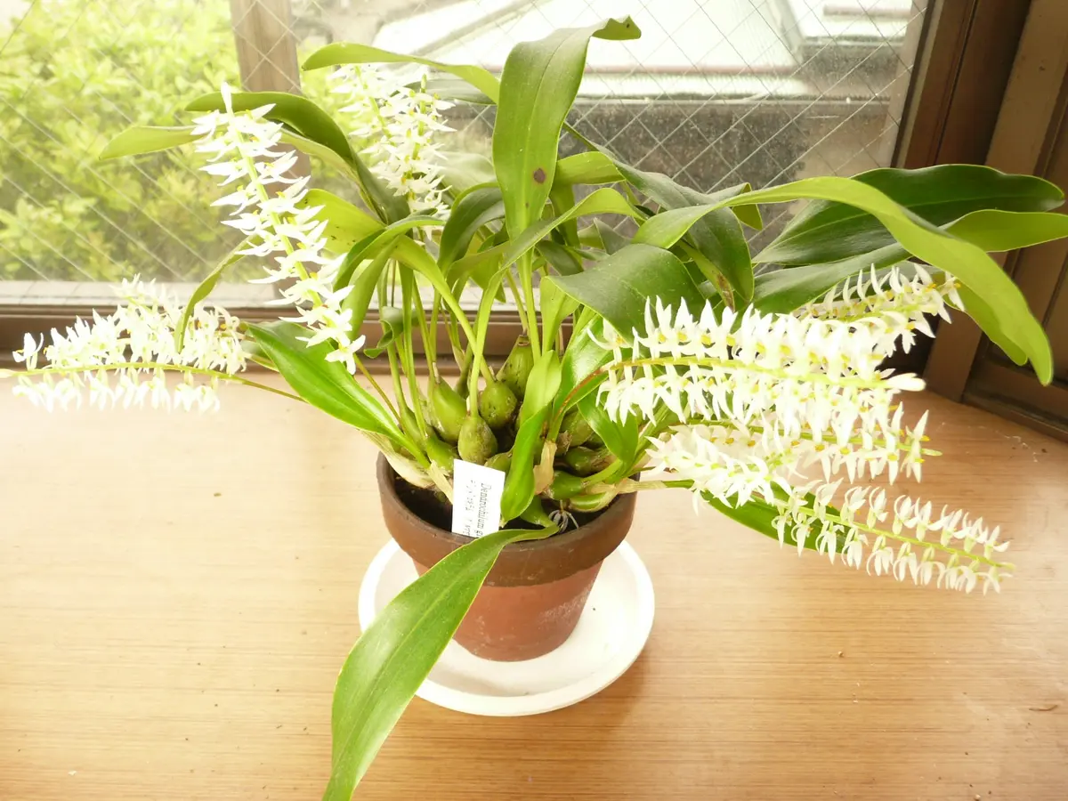 デンドロキラムの栽培｜そだレポ（栽培レポート）byお散歩カメ吉