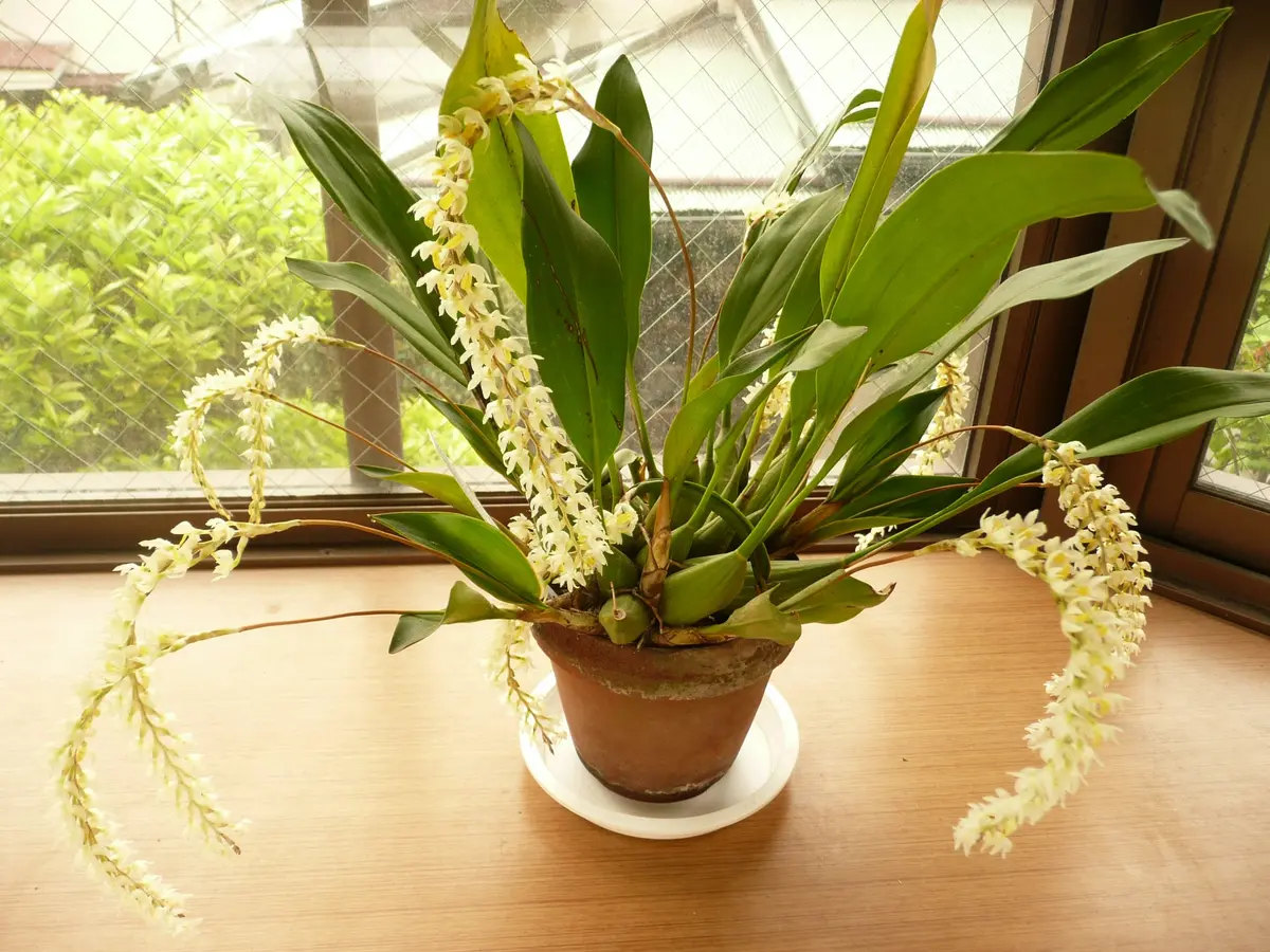 デンドロキラムの栽培｜そだレポ（栽培レポート）byお散歩カメ吉