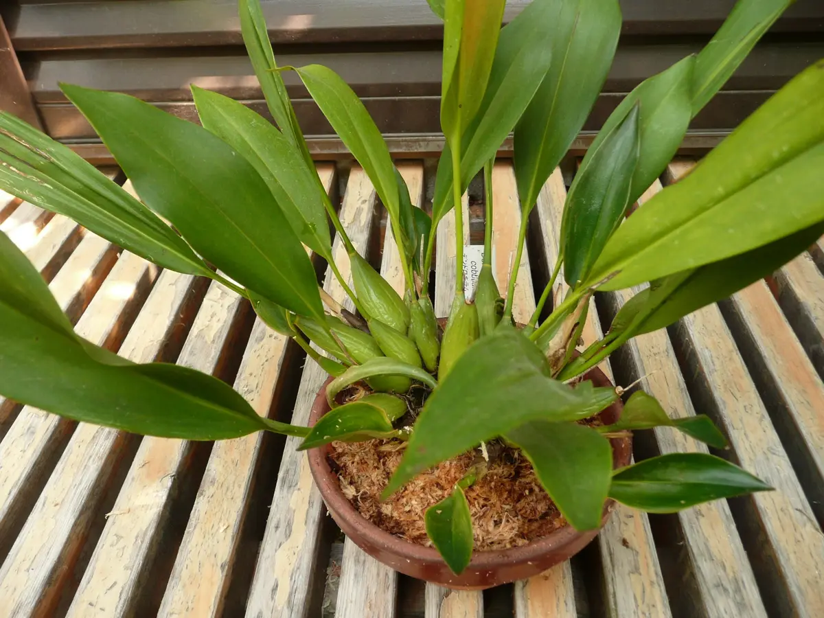 デンドロキラムの栽培｜そだレポ（栽培レポート）byお散歩カメ吉