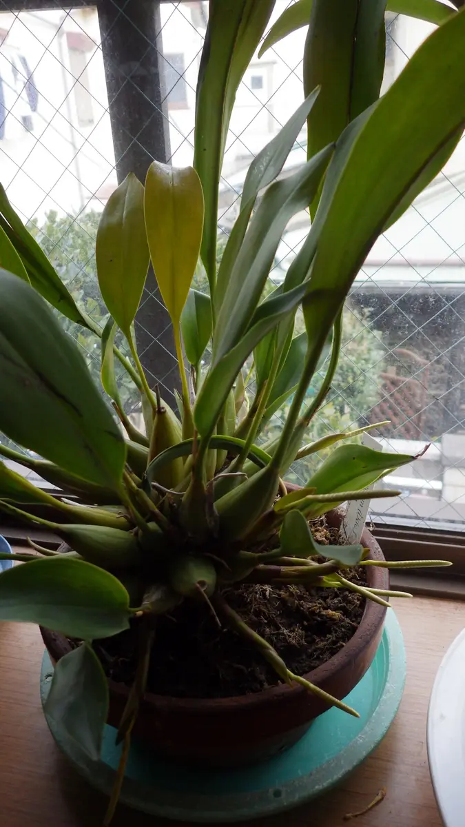 デンドロキラムの栽培｜そだレポ（栽培レポート）byお散歩カメ吉