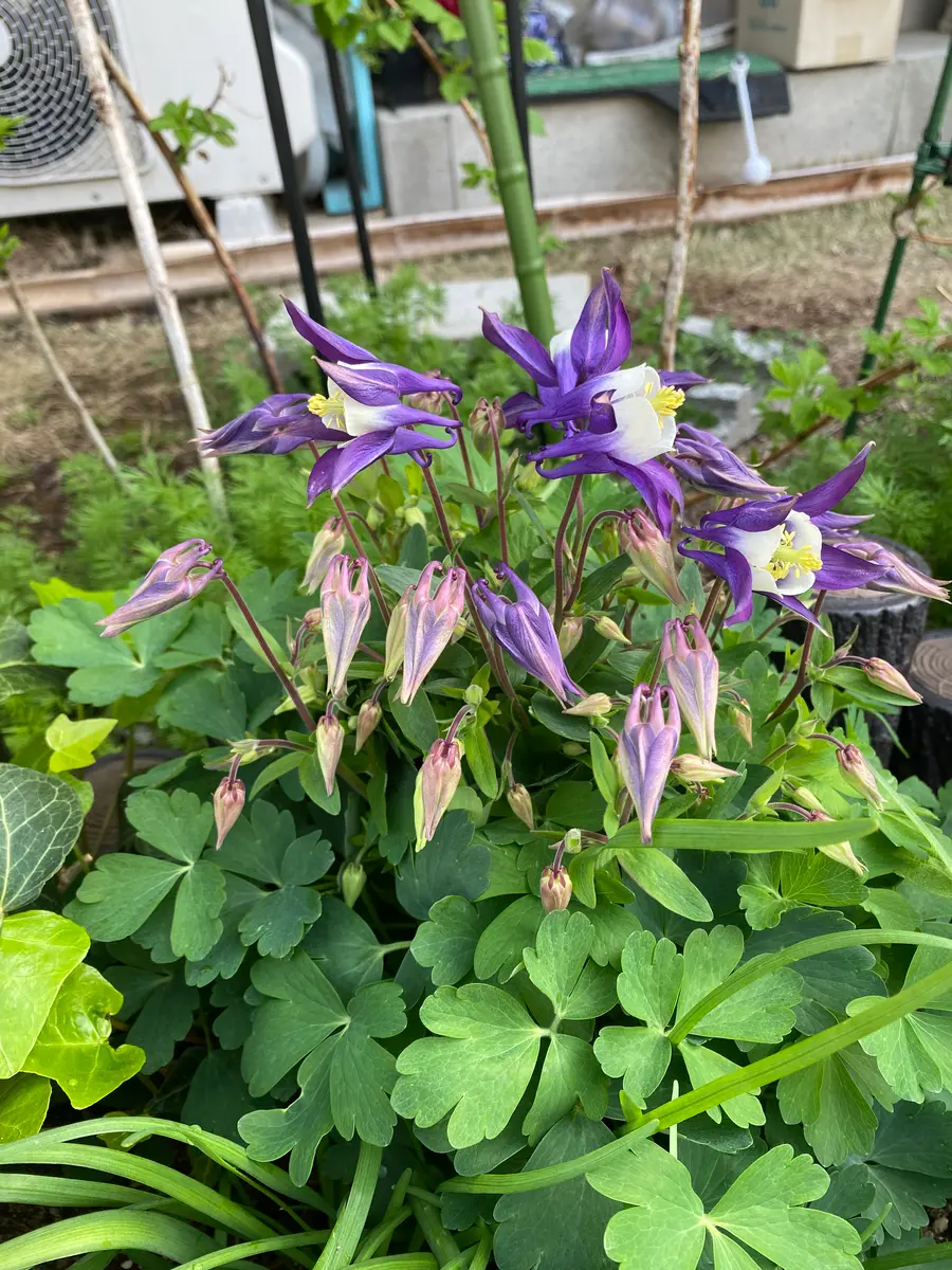 憧れの山野草｜そだレポ（栽培レポート）byぐりさん｜みんなの趣味の園芸