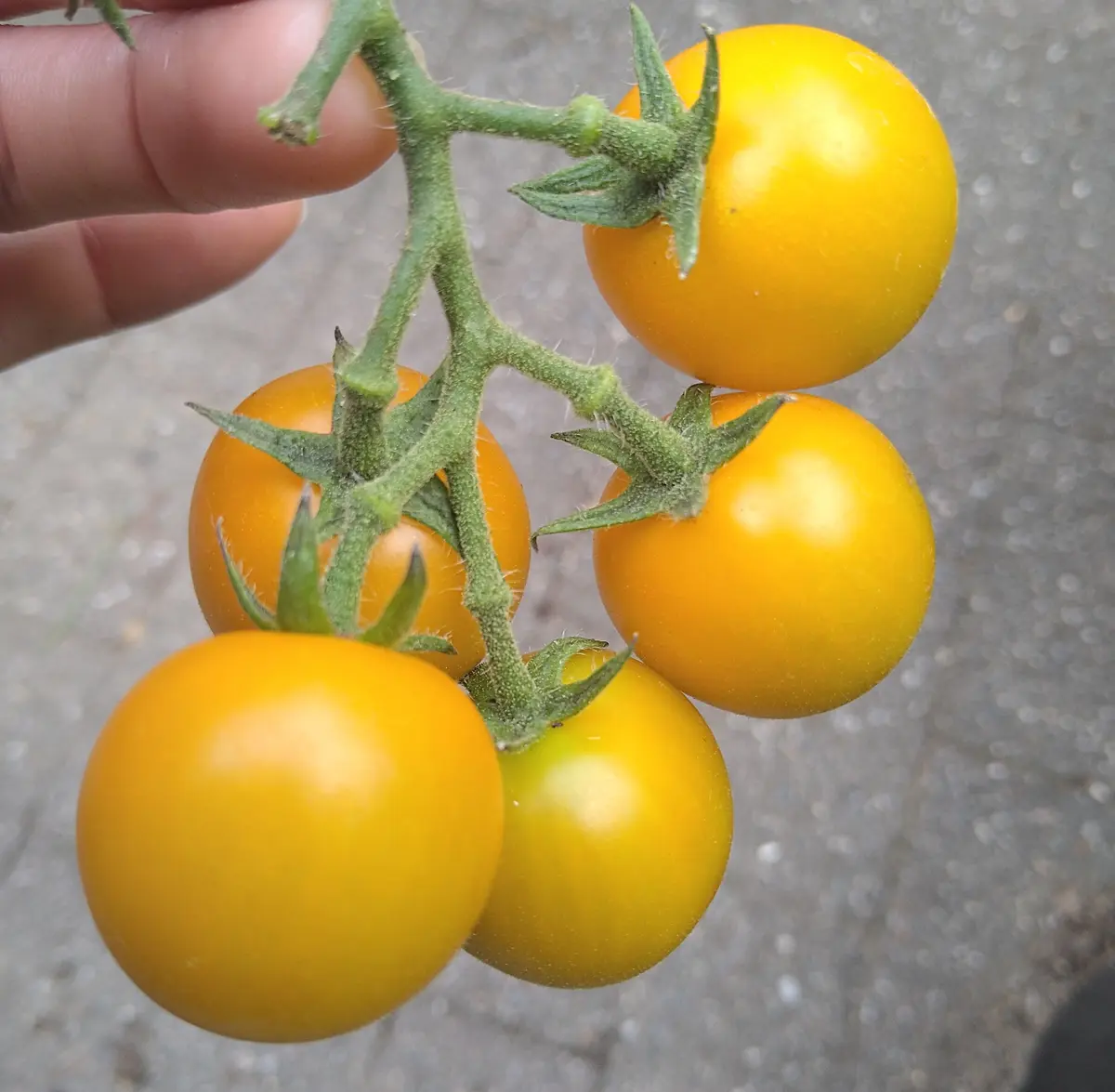 完結🌻】ハニーイエロー(黄色いミニトマト)を苗から長期収穫｜そだレポ