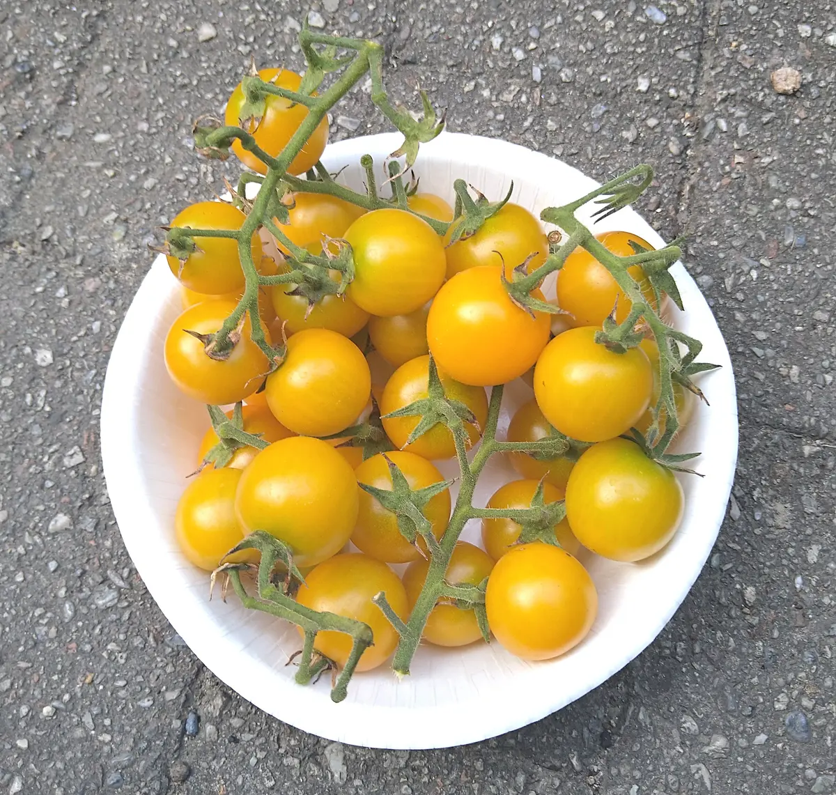 完結🌻】ハニーイエロー(黄色いミニトマト)を苗から長期収穫｜そだレポ