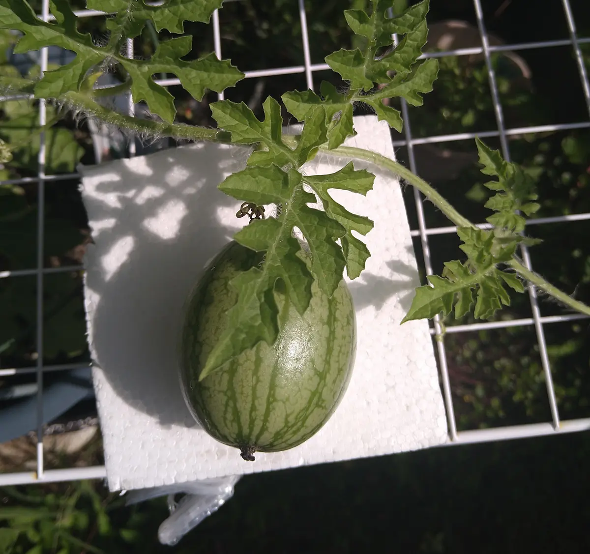 種無しめちゃ甘いスイカ2玉06