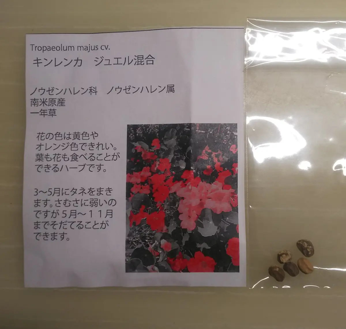 キンレンカ(金蓮花)をタネから育てる｜そだレポ（栽培レポート）by花花