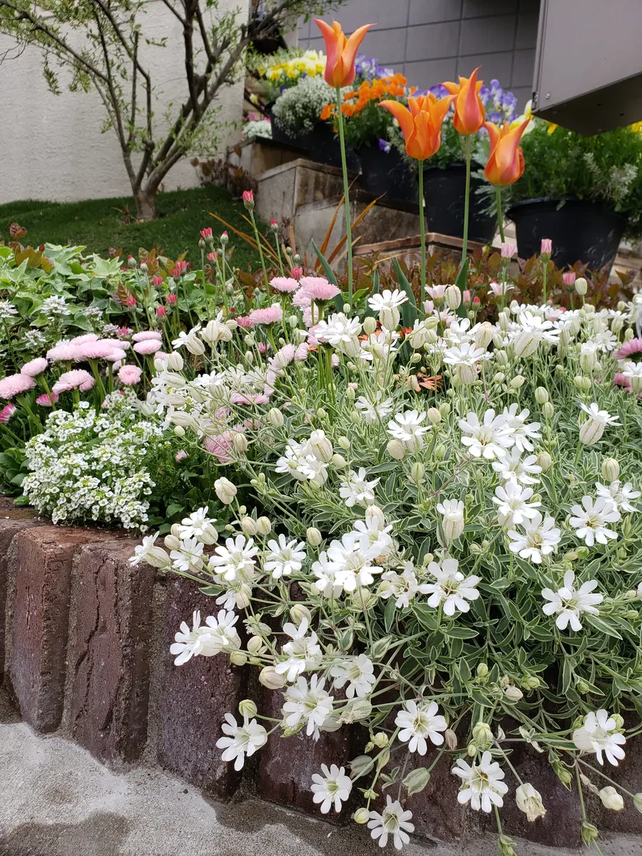 おひさま大好き🌞シレネユニフローラ 2年目に入りました🎵｜そだレポ