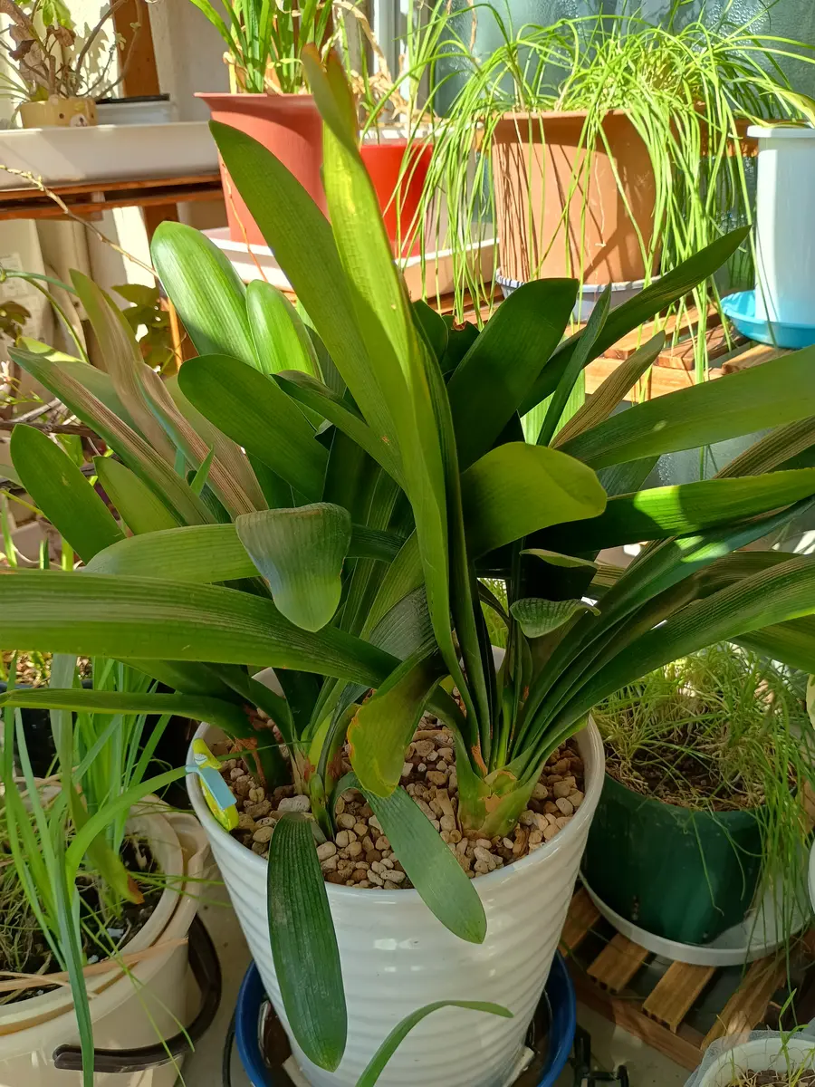 クンシラン蕾なし株の植え替え〜開花を目指す｜そだレポ（栽培レポート