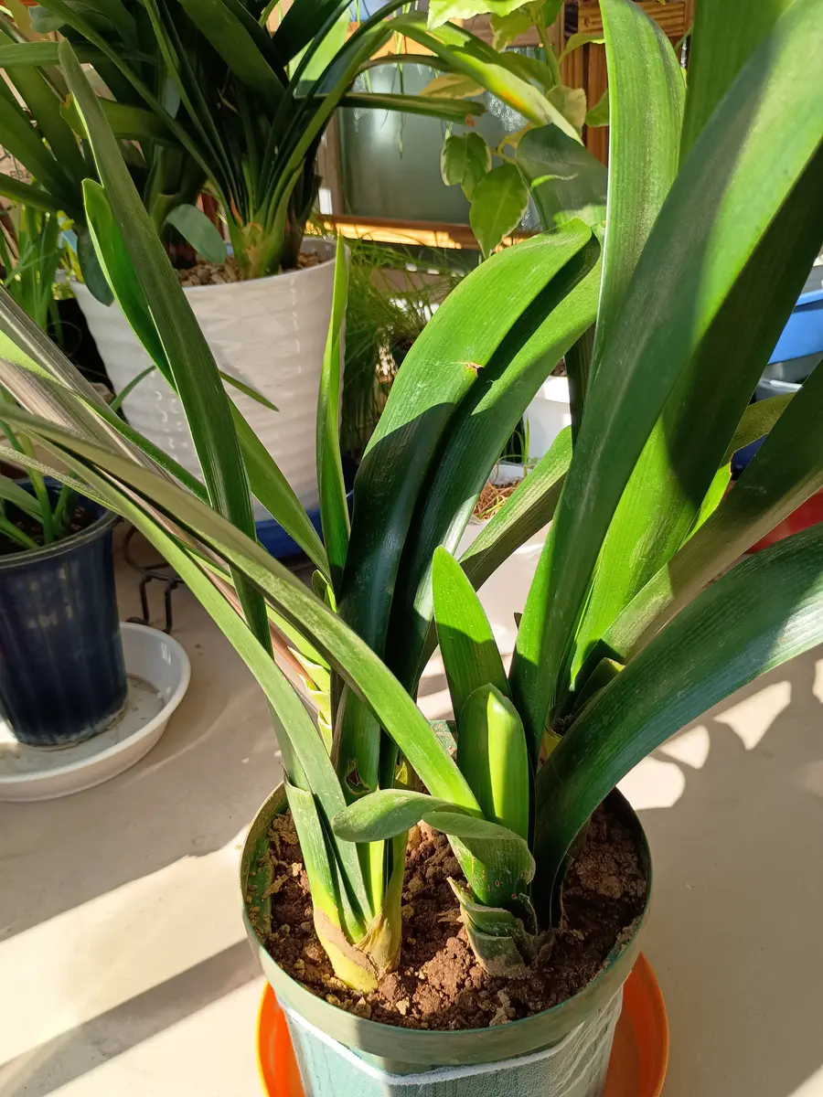 クンシラン蕾なし株の植え替え〜開花を目指す｜そだレポ（栽培レポート