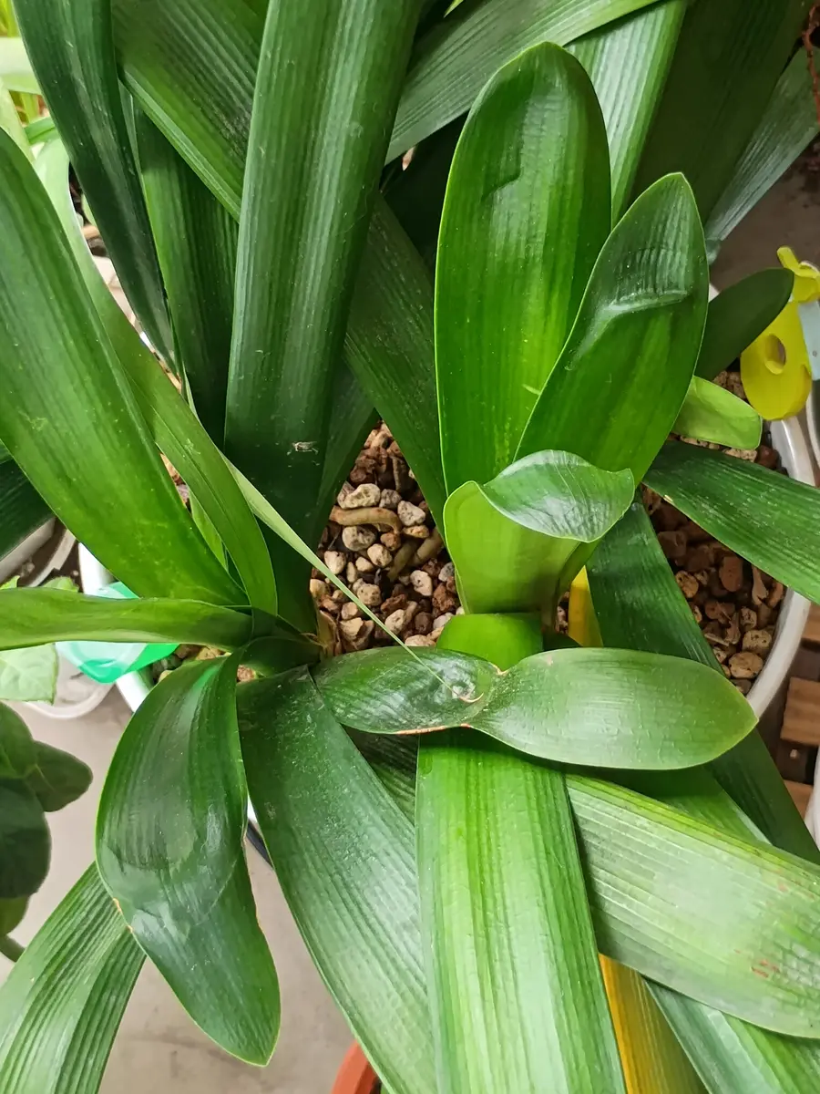 クンシラン蕾なし株の植え替え〜開花を目指す｜そだレポ（栽培レポート