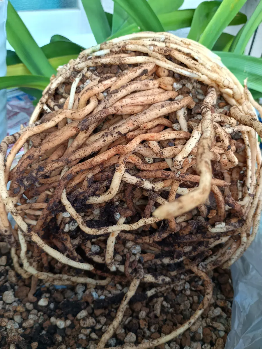 クンシラン　雀縞　交配種　2株 クンシラン蕾なし株の植え替え〜開花を目指す｜そだレポ（栽培レポート