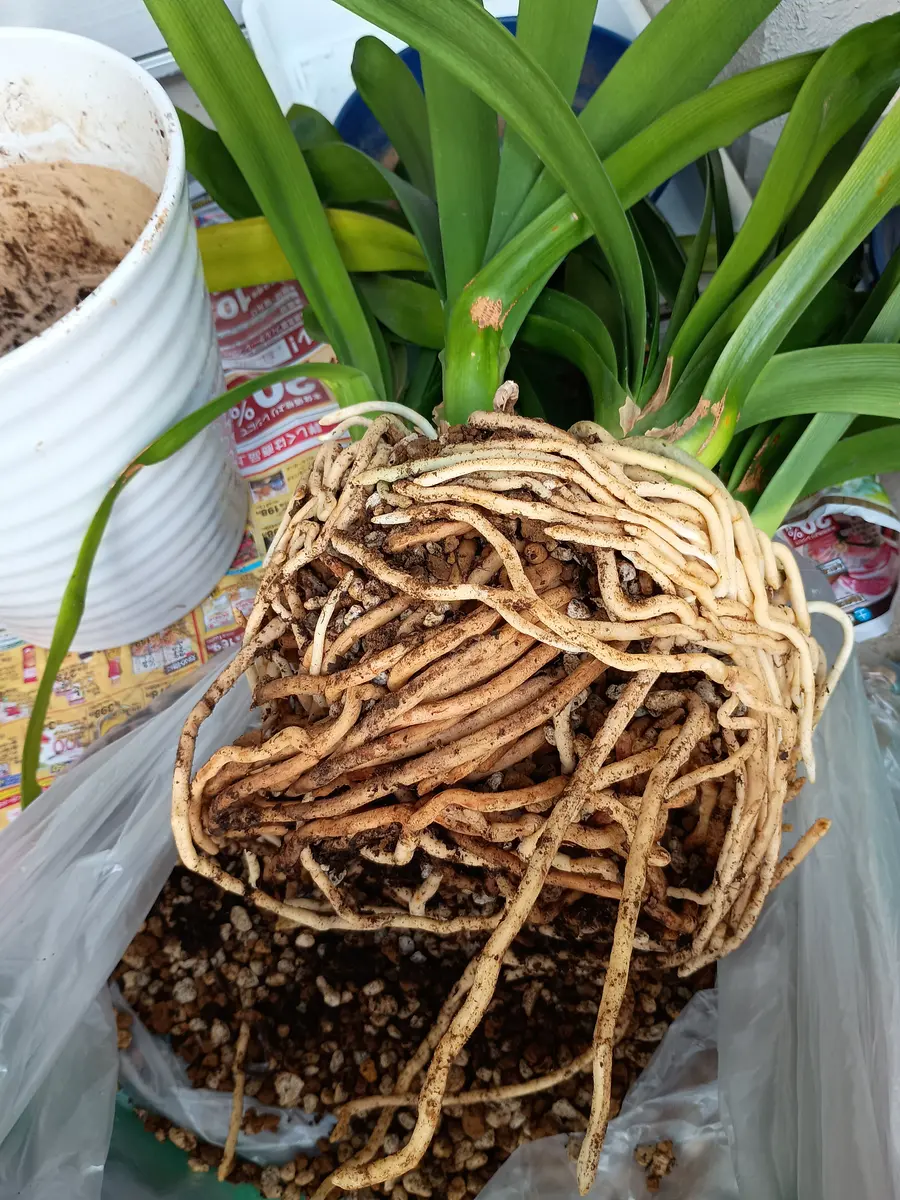 クンシラン蕾なし株の植え替え〜開花を目指す｜そだレポ（栽培レポート