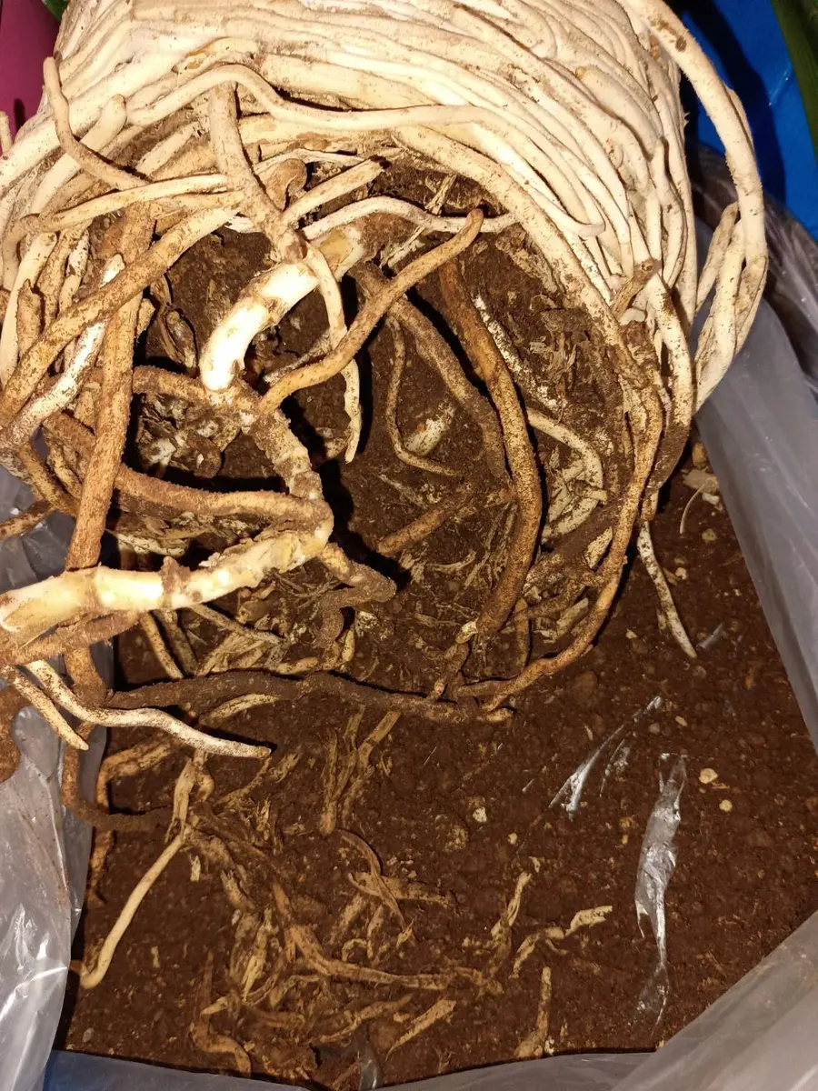 クンシラン蕾なし株の植え替え〜開花を目指す｜そだレポ（栽培レポート