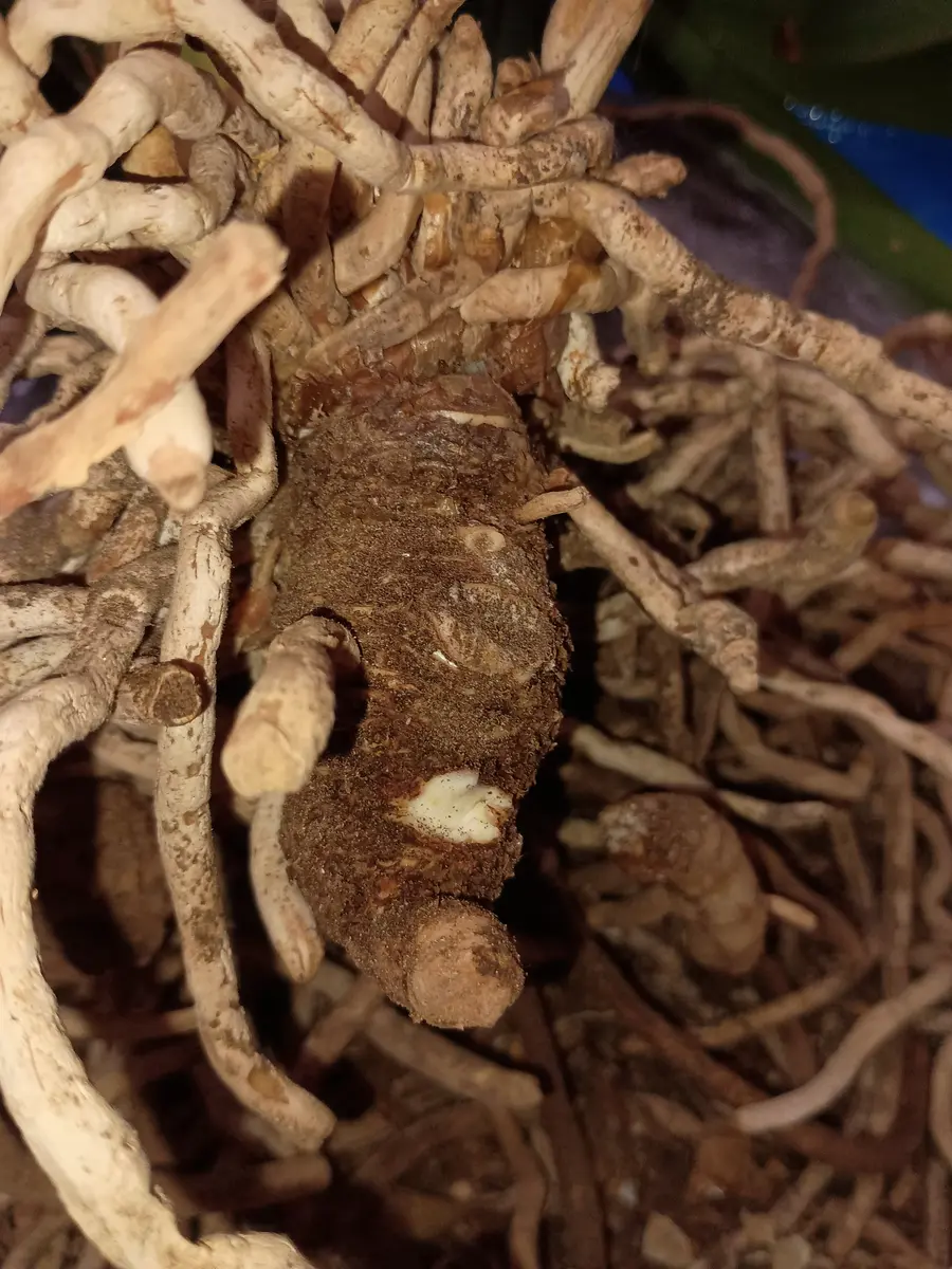 クンシラン蕾なし株の植え替え〜開花を目指す｜そだレポ（栽培レポート