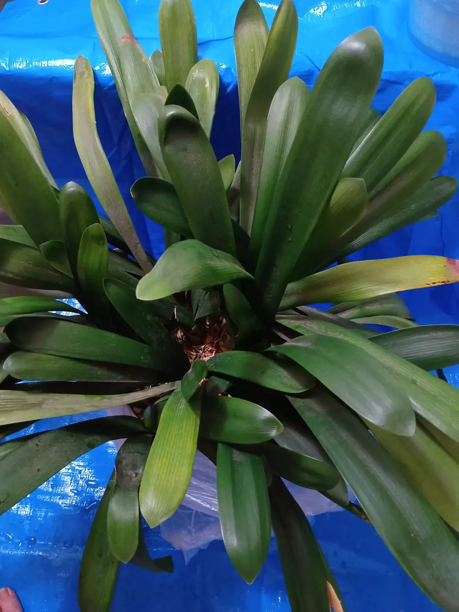 クンシラン蕾なし株の植え替え〜開花を目指す｜そだレポ（栽培レポート