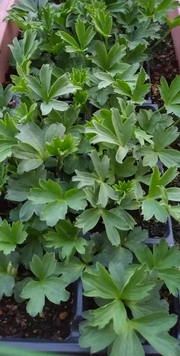 種から育てるアネモネパブニナ｜そだレポ（栽培レポート）by風まかせ