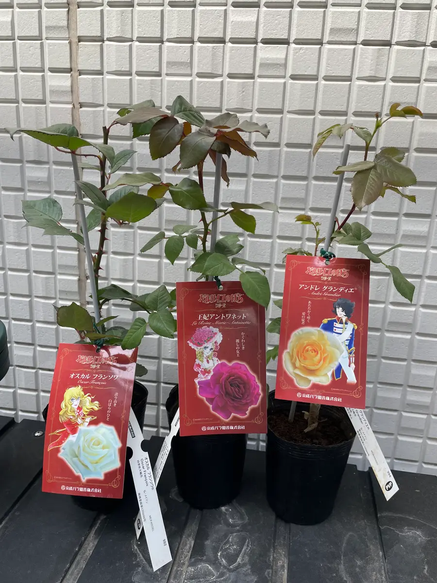 仲卸ローズガーデンのこだわり薔薇図鑑 | 有限会社薔薇園植物場