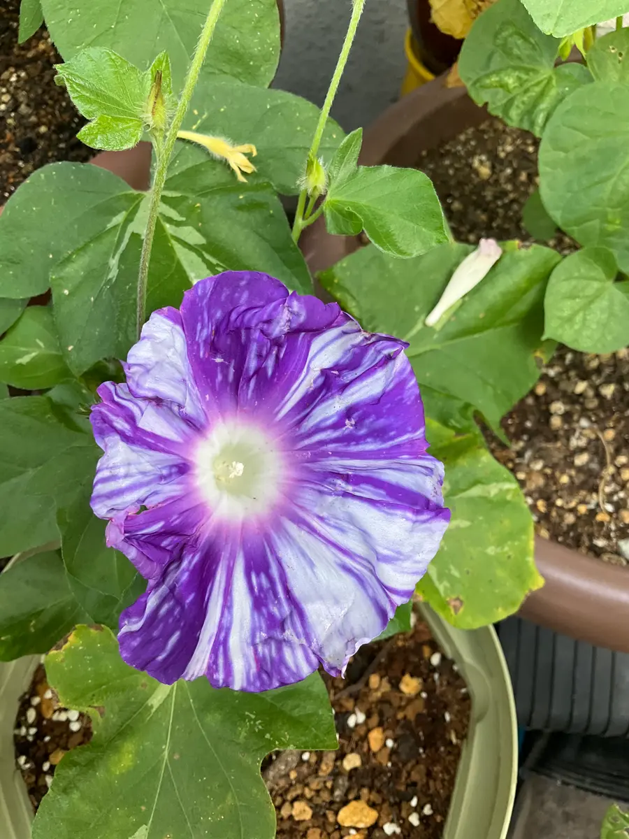 西洋朝顔ヴェニスブルー、日本朝顔天の紫涼｜そだレポ（栽培レポート