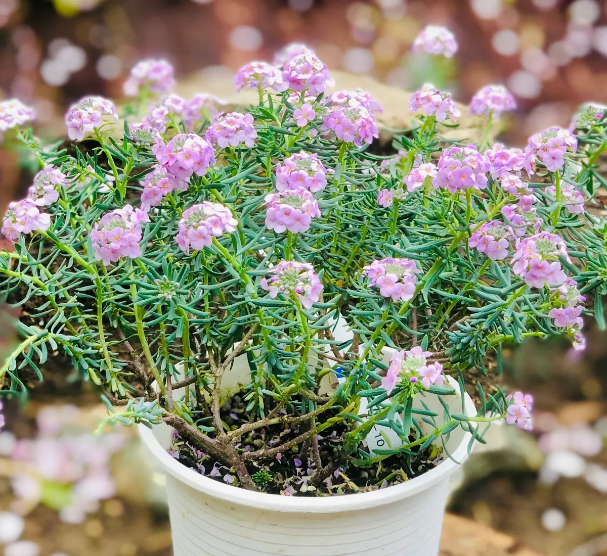 失敗：エティオネマ・モロッコナズナ『ピンクファンファン』｜そだレポ