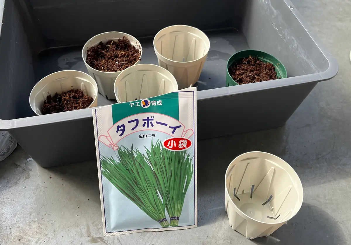 種から育てるニラ|そだレポ(栽培レポート)bykoke_shida|みんなの趣味の園芸