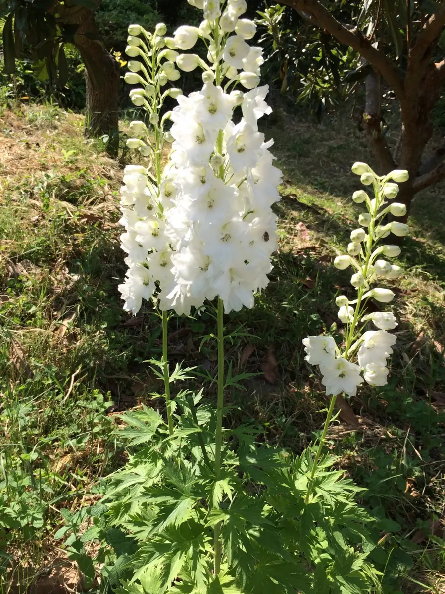 デルフィニウムを種から｜そだレポ（栽培レポート）byいっしー