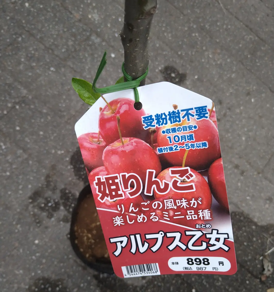 栽培中🌱】姫りんご「アルプス乙女」でりんご飴を作りたい｜そだレポ