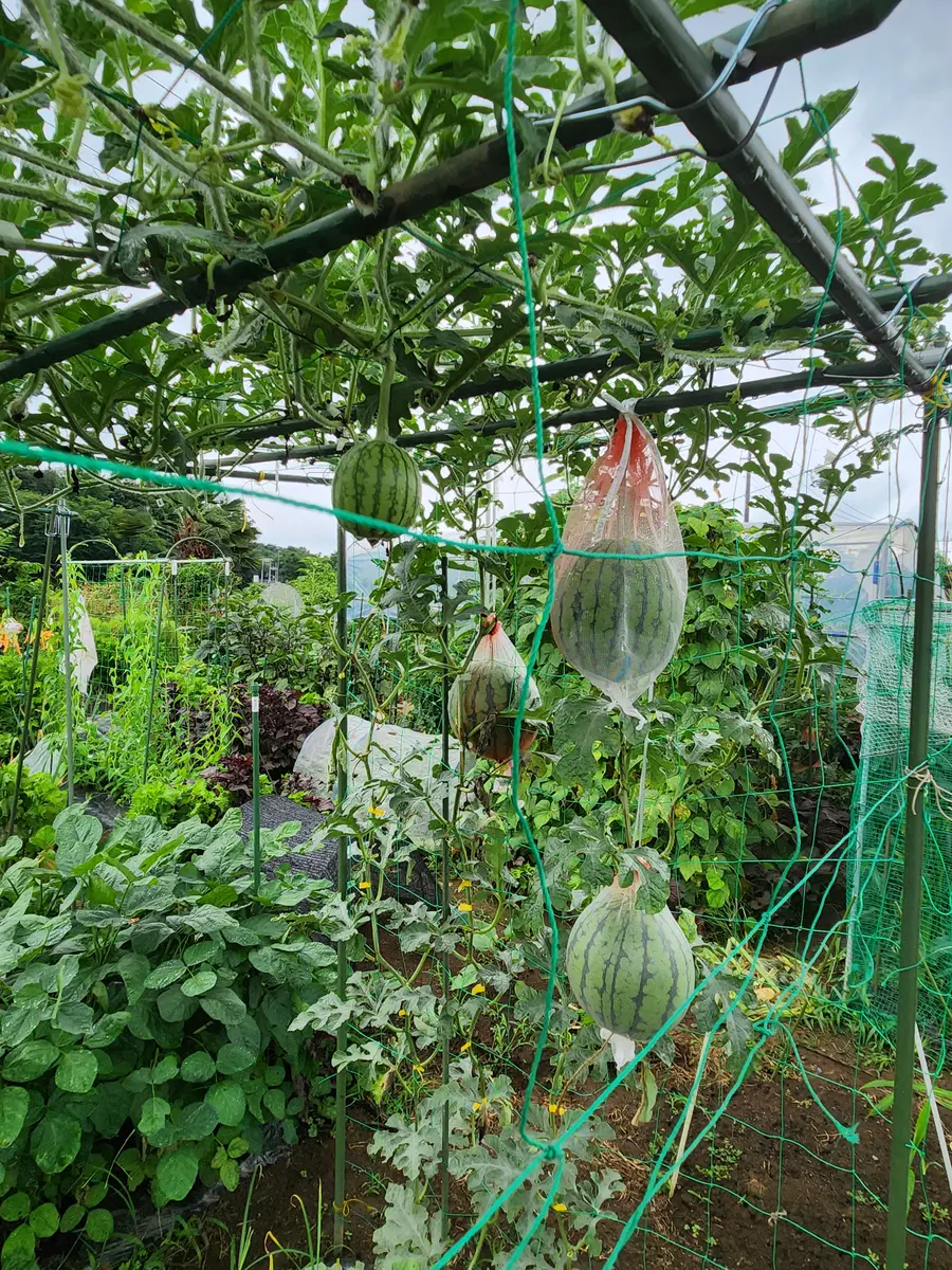 限定品　NHK紹介　立体栽培スイカ　すいかっちゃん　2L 2玉セット 限定品 NHK紹介 立体栽培スイカ すいかっちゃん 2L 2玉セット 空中