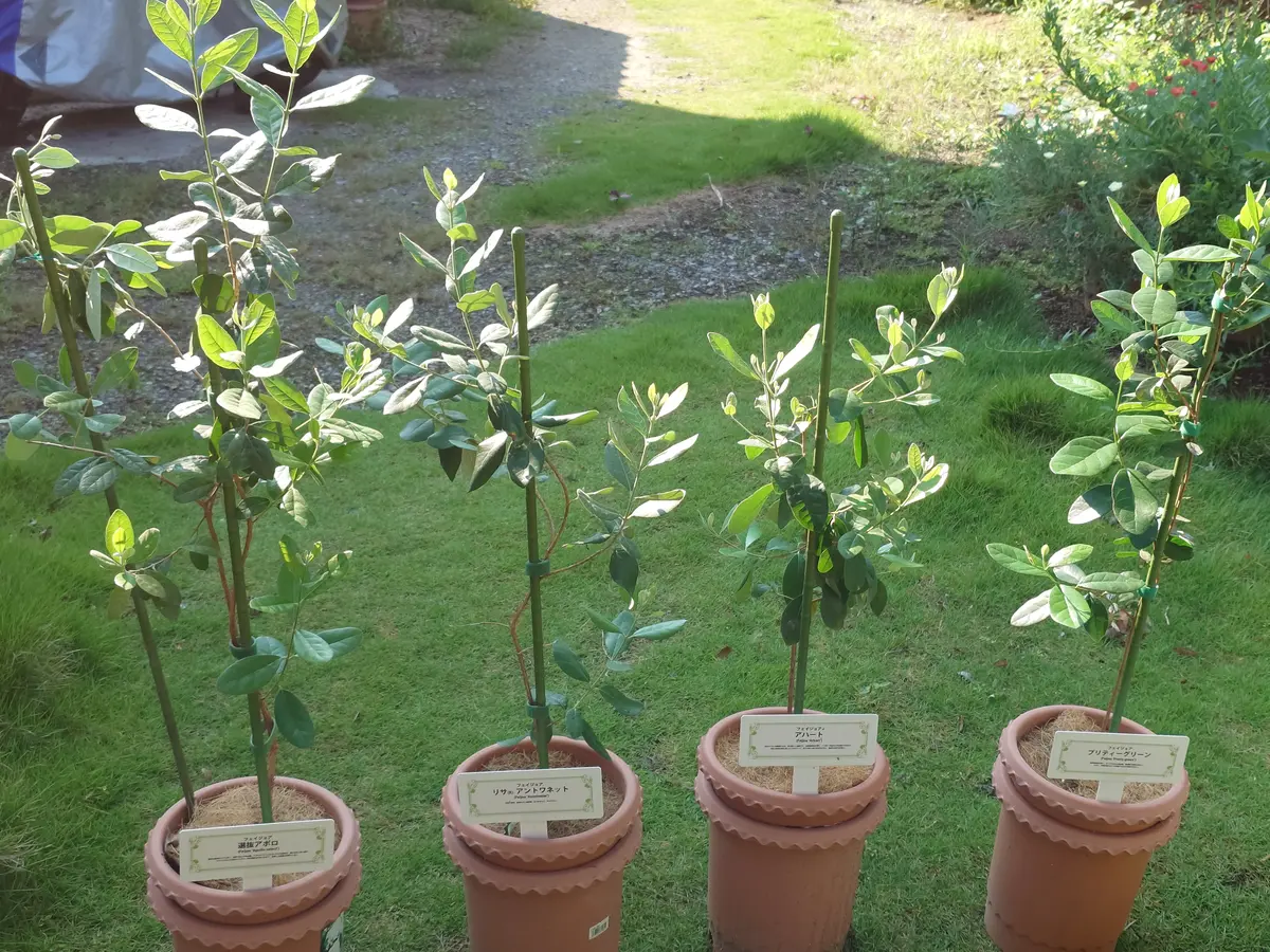 気ままにフェイジョア栽培｜そだレポ（栽培レポート）by鉢植え100