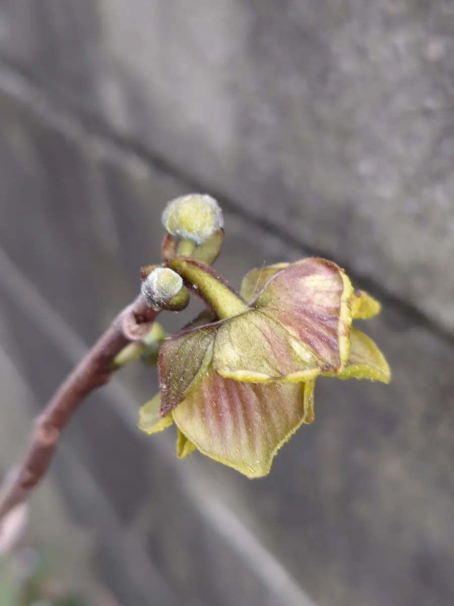 幻の果実（？）ポポーが実りました | ニューノーマル後の趣味
