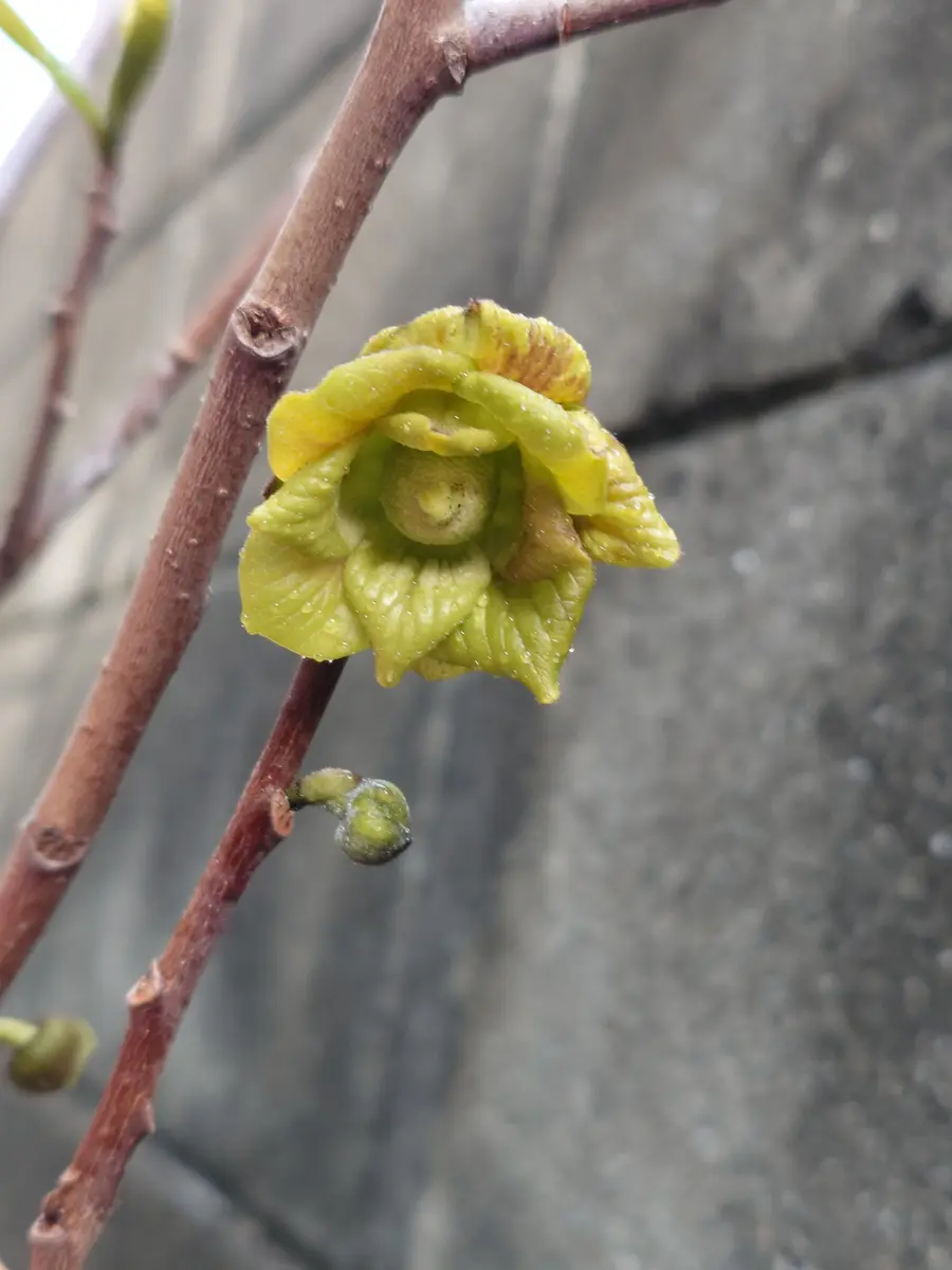特価 ほとんど世話が要らないので忘れ去られていたポポー4年目になっ 菓子