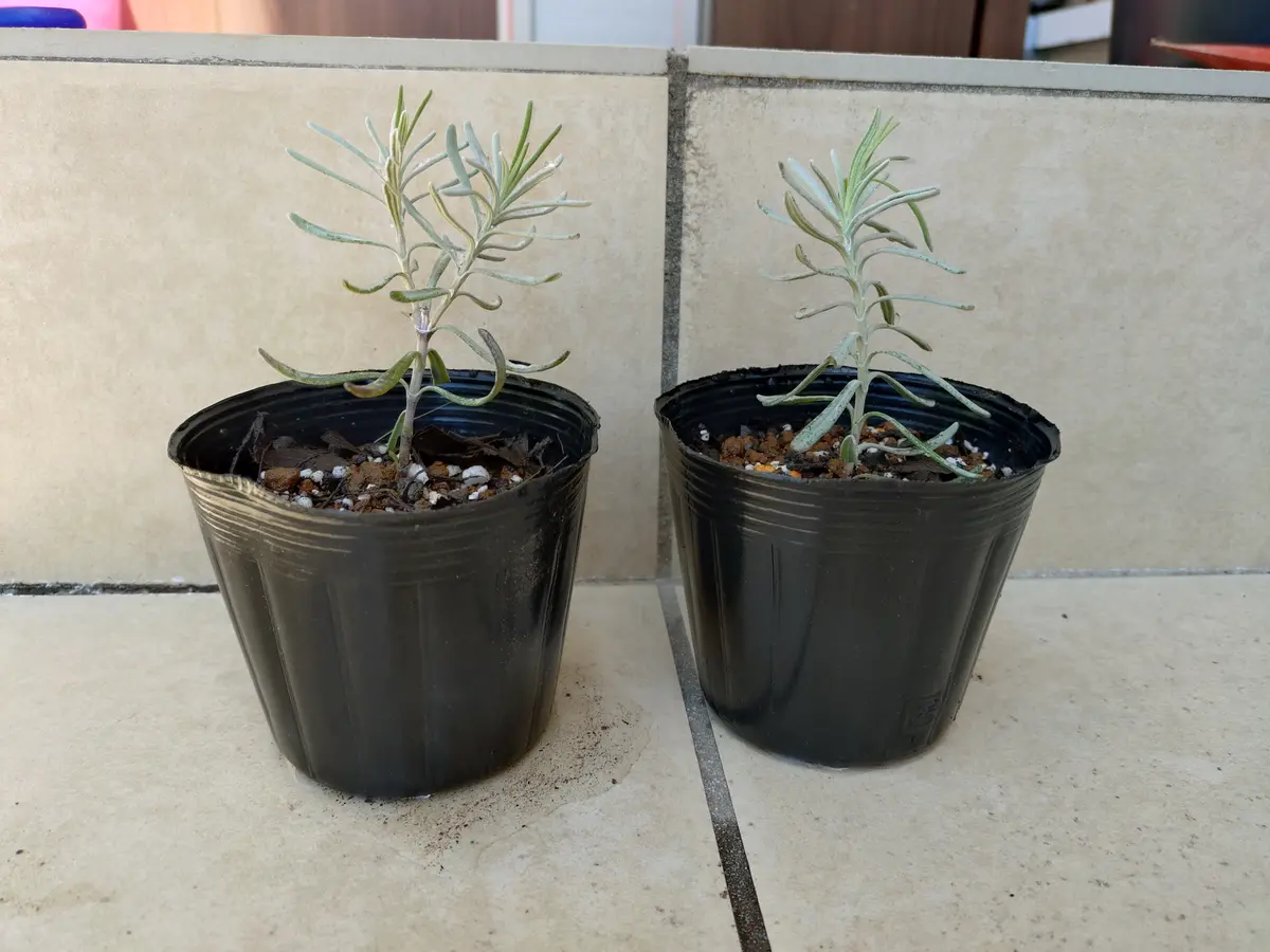 ラベンダーの挿し木第2陣｜そだレポ（栽培レポート）byぷちぷち