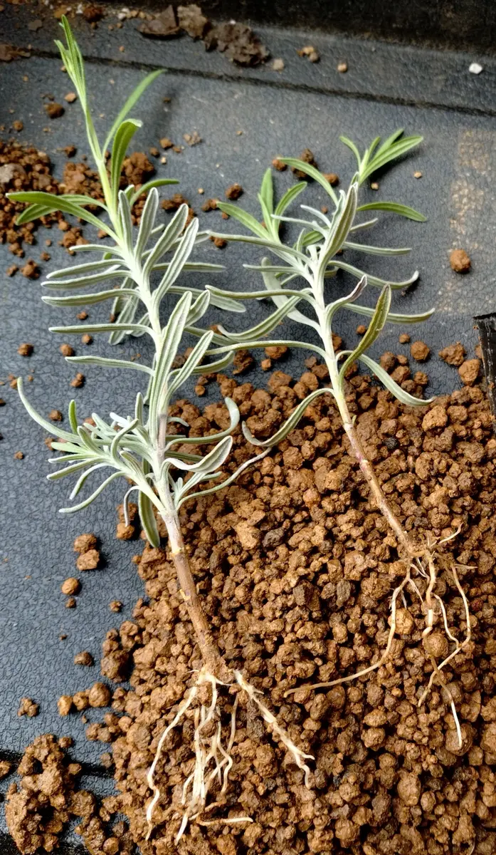 ラベンダーの挿し木第2陣｜そだレポ（栽培レポート）byぷちぷち