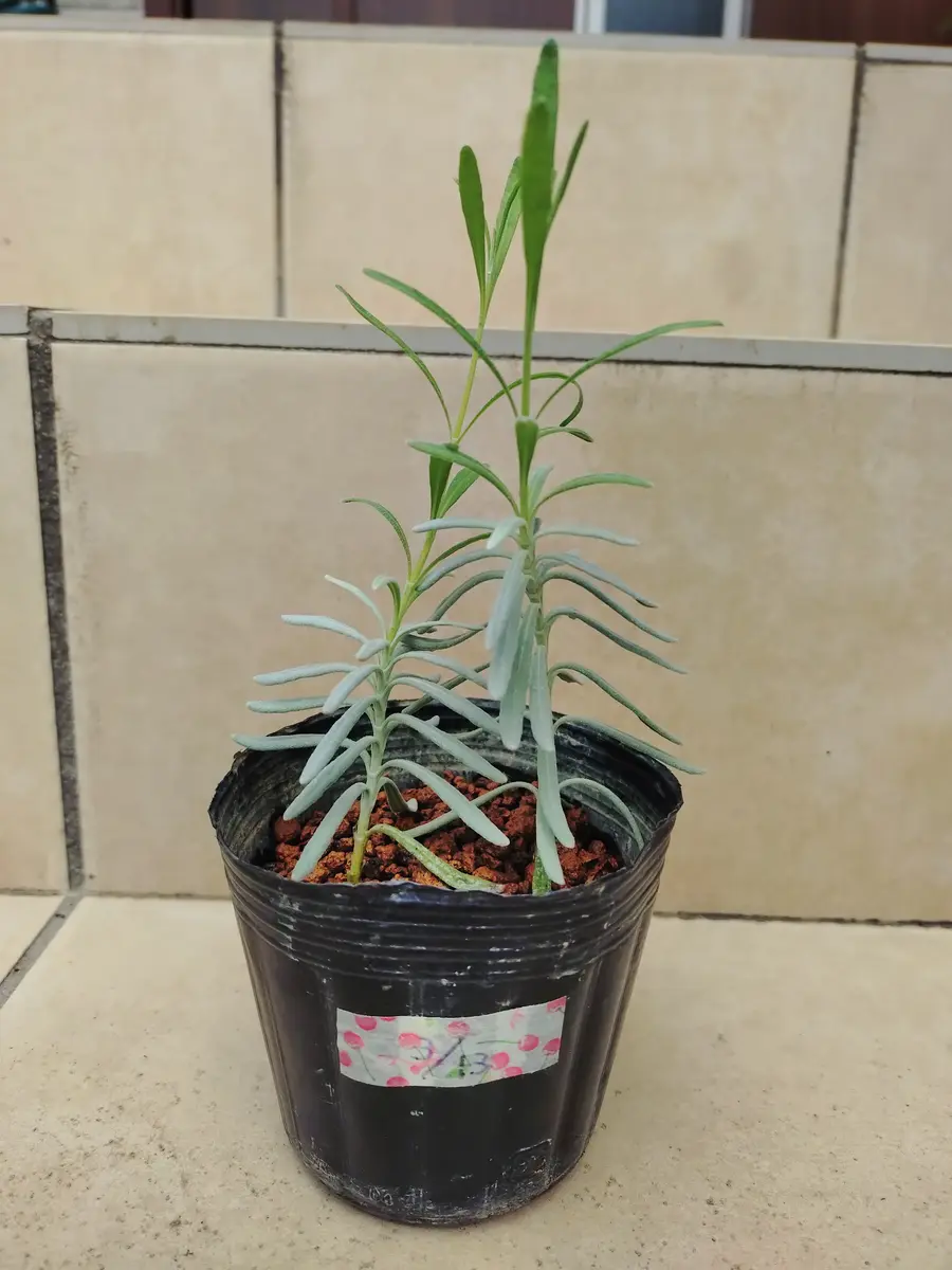ラベンダーの挿し木第3陣｜そだレポ（栽培レポート）byぷちぷち