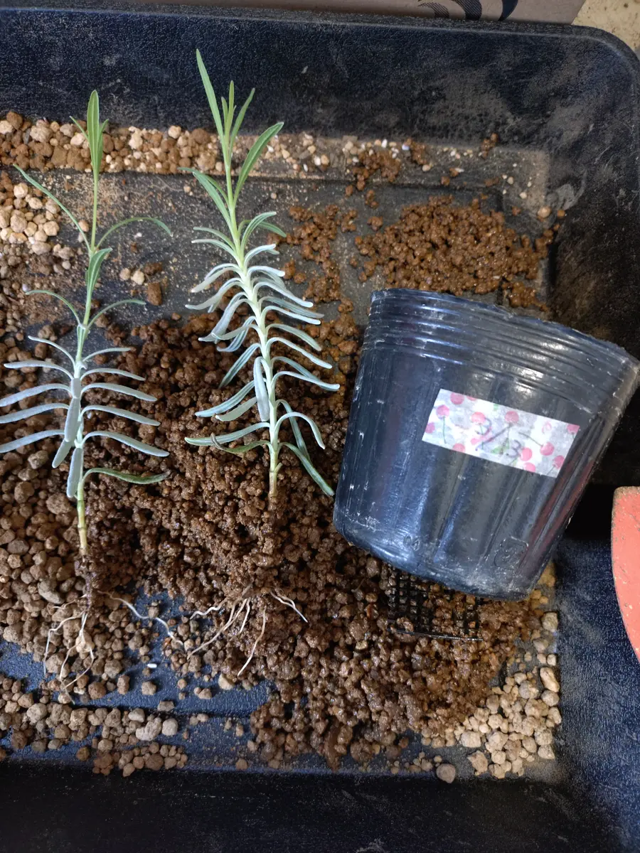 ムベ　挿し木　抜き苗　現品 7109N+XxsVL._AC_UF1000,