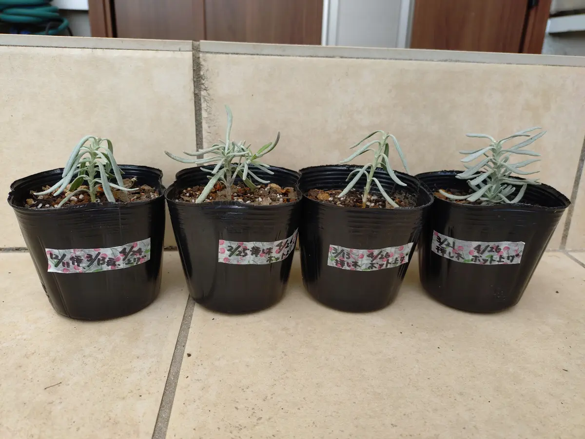 ラベンダーの挿し木第3陣｜そだレポ（栽培レポート）byぷちぷち