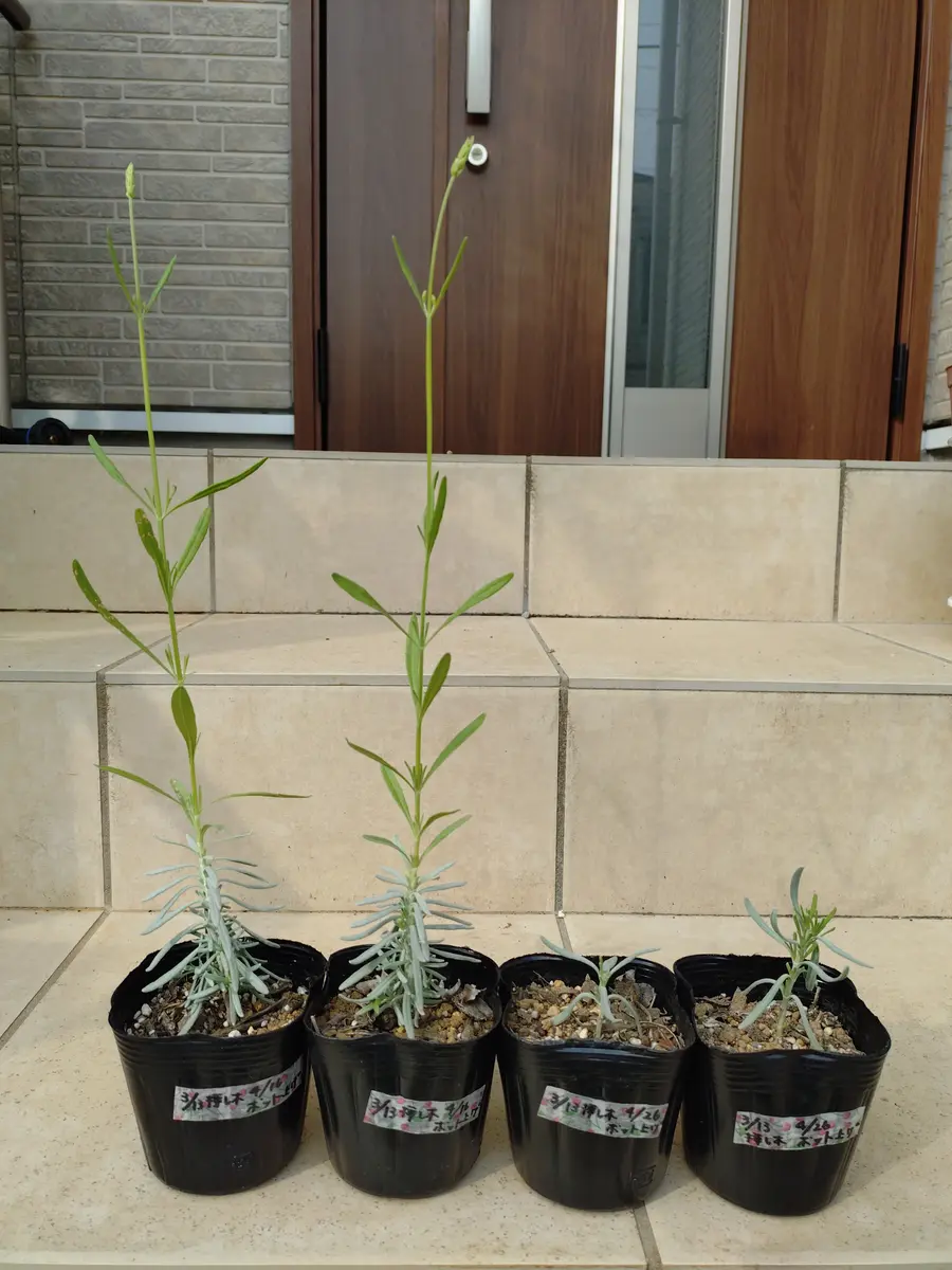 ラベンダーの挿し木第3陣｜そだレポ（栽培レポート）byぷちぷち