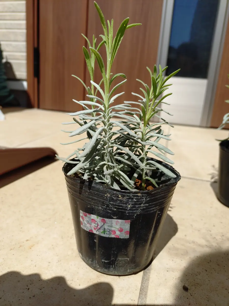 ムベ　挿し木　抜き苗　現品 ムベ挿し木成功抜き苗