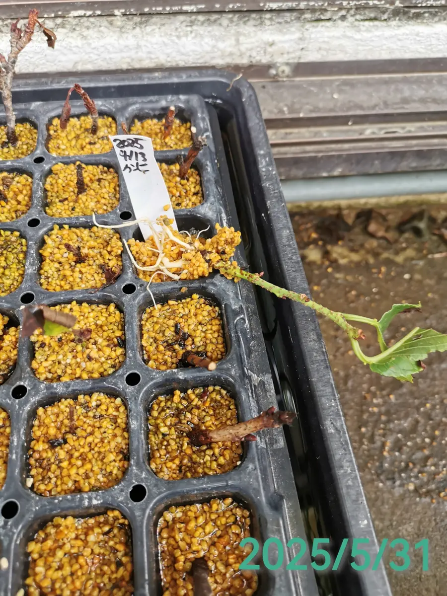 カンヒザクラの挿し木[2025-07-13終了]｜そだレポ（栽培レポート