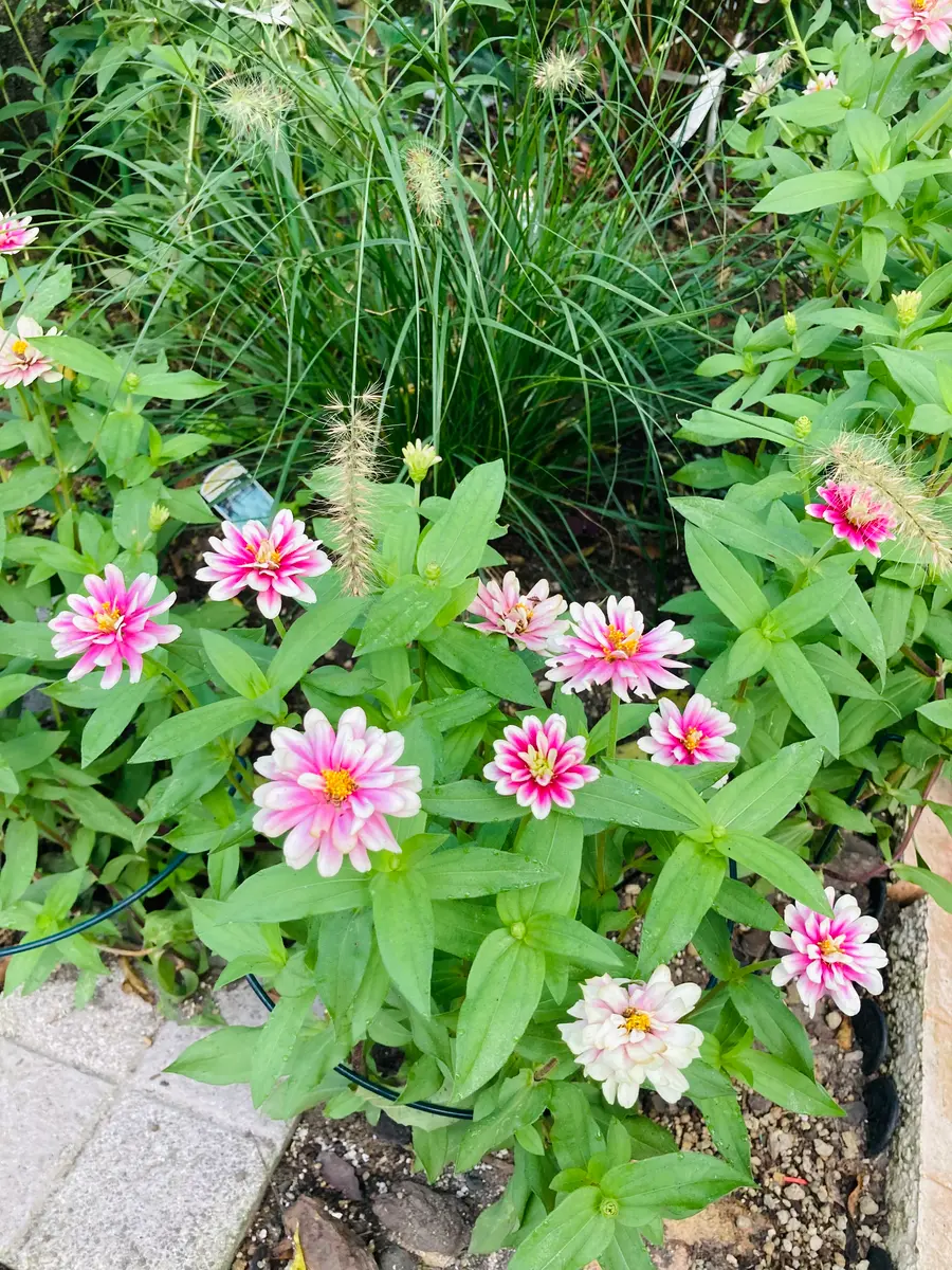 自家採種から育てるジニア ラズベリーリップル｜そだレポ（栽培レポート）by園芸3年生｜みんなの趣味の園芸