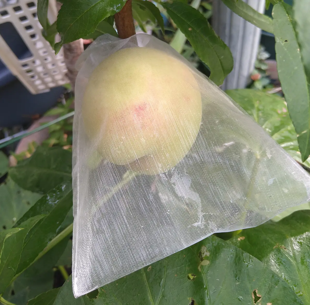 完結🌻】1本で実がなる桃「白鳳(大玉)」を鉢植えで育てる｜モモ（桃