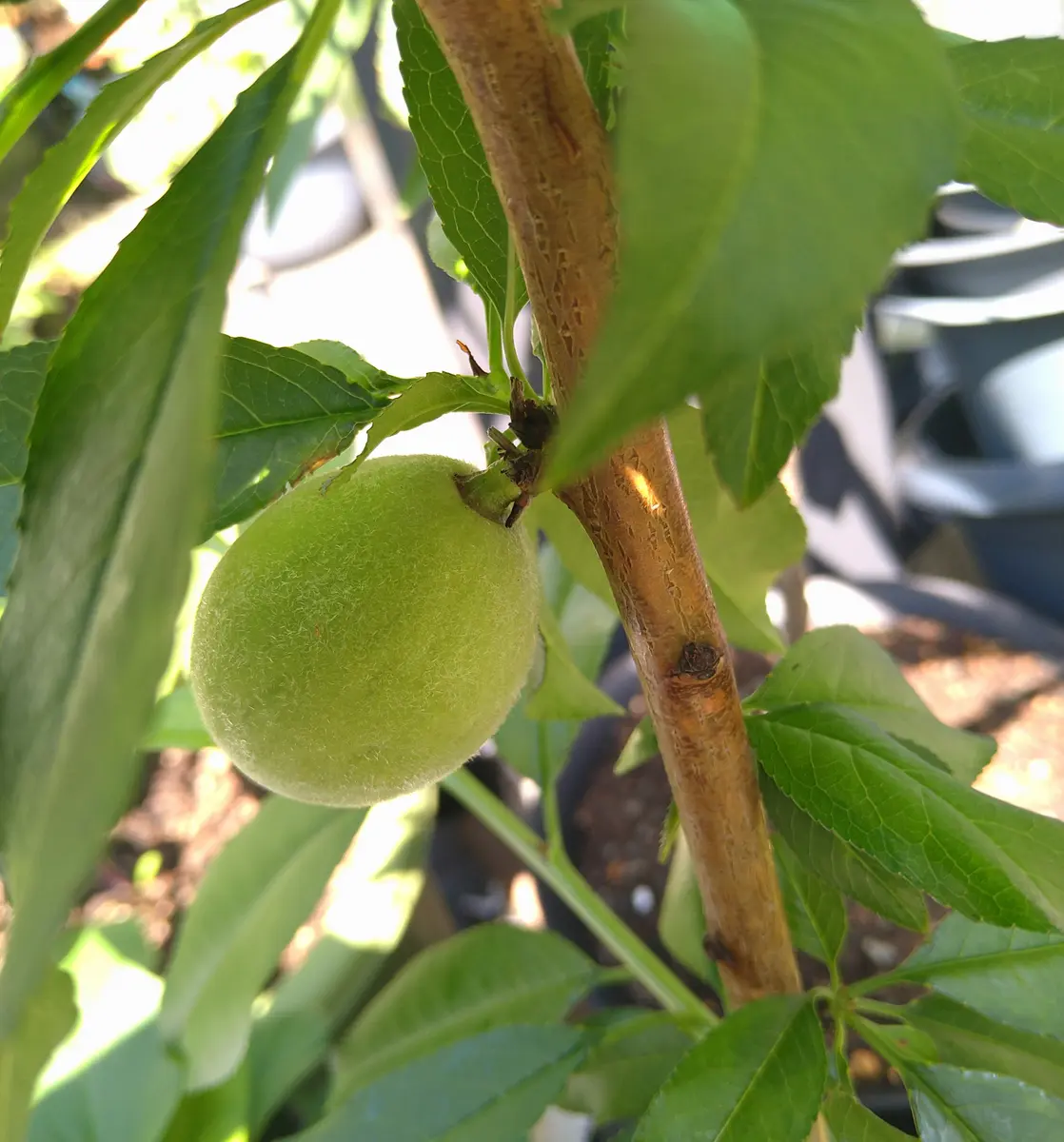 完結🌻】1本で実がなる桃「白鳳(大玉)」を鉢植えで育てる｜そだレポ