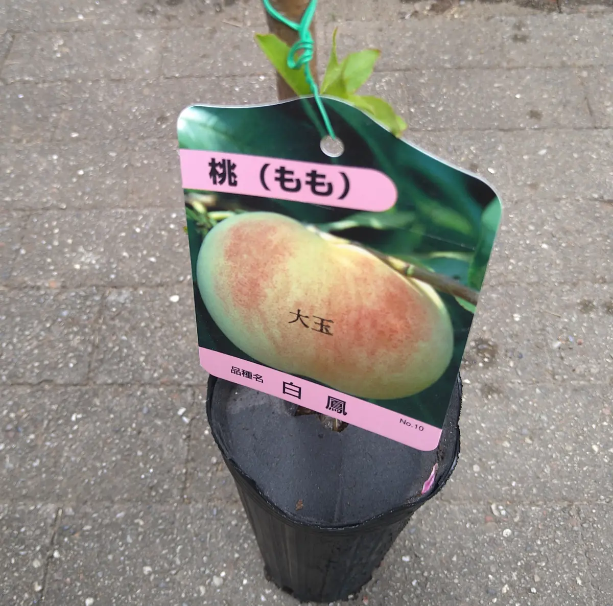 完結🌻】1本で実がなる桃「白鳳(大玉)」を鉢植えで育てる｜そだレポ