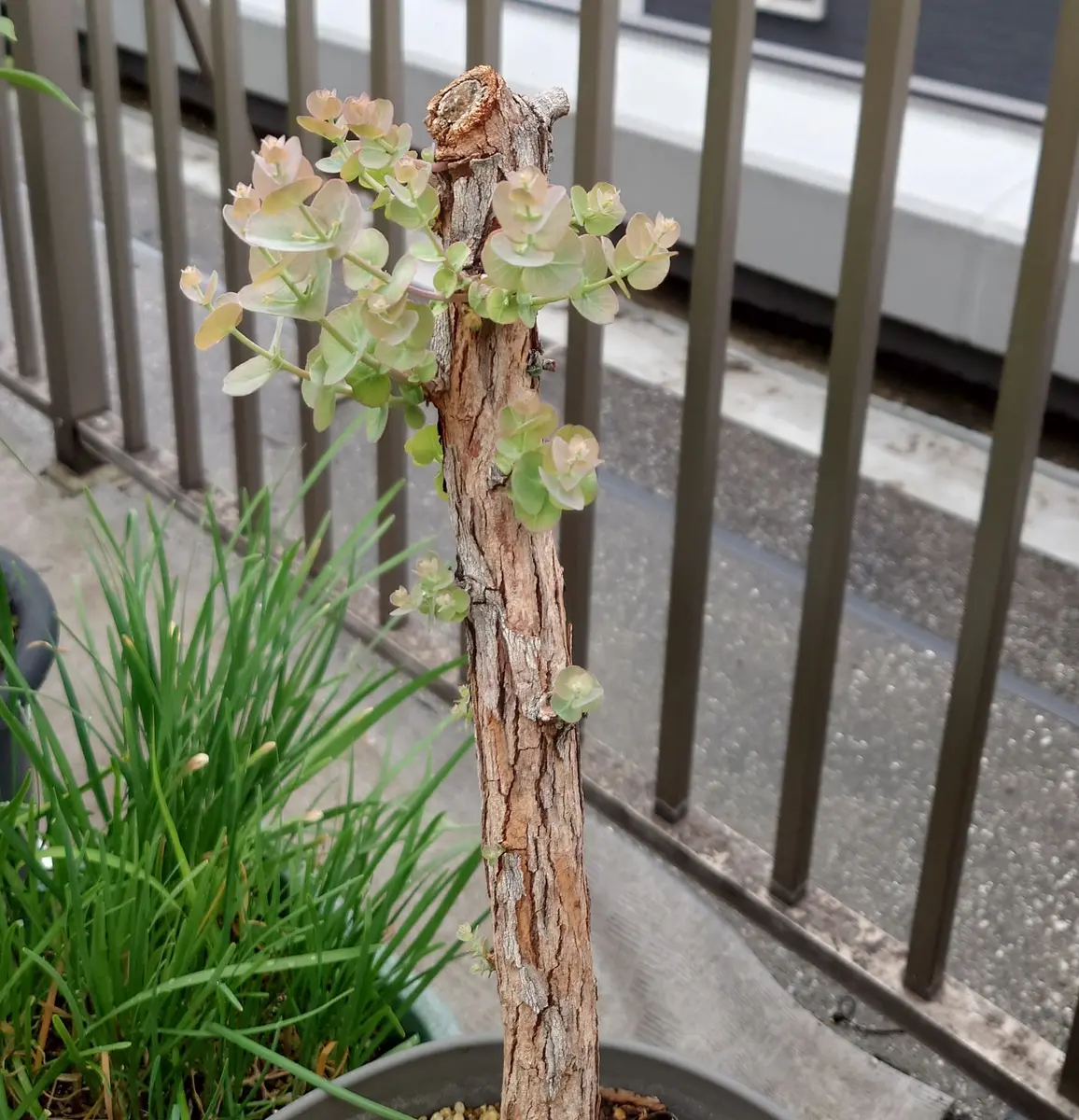 ユーカリ　グニーの新芽　80サイズ ユーカリ グニーの新芽 80サイズ ユーカリ（グニー）の再生｜そ